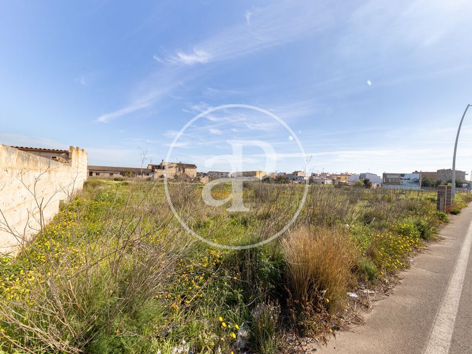 Terra a Campos, Mallorca - foto 3