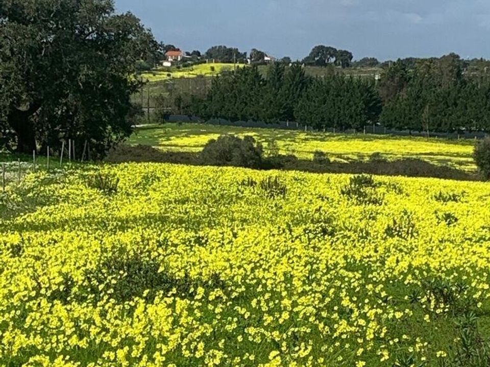 Helårsgrund i Palmela, Setubal - foto 1