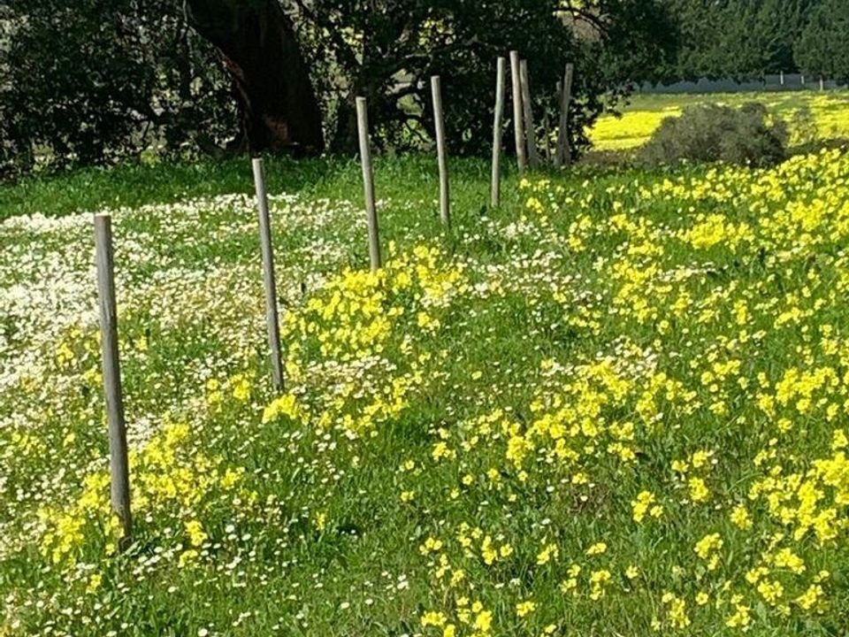 Helårsgrund i Palmela, Setubal - foto 2