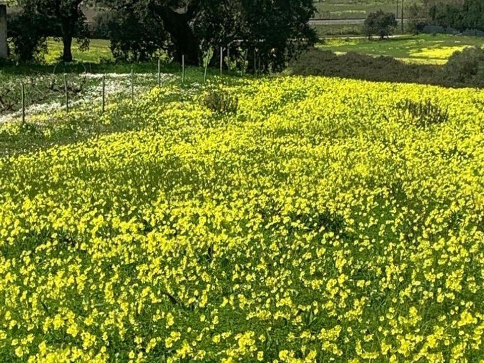 Helårsgrund i Palmela, Setubal - foto 3