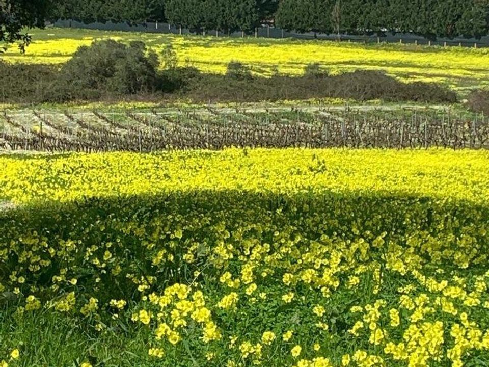 Helårsgrund i Palmela, Setubal - foto 4