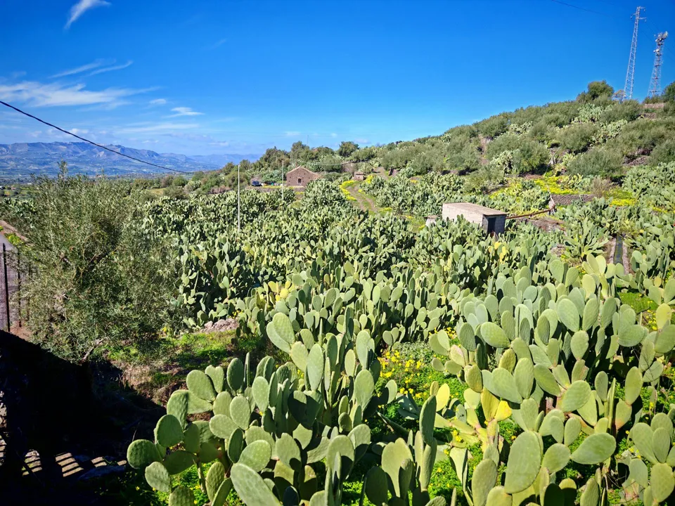 Helårsgrund i Santa Maria di Licodia, Catania - foto 1