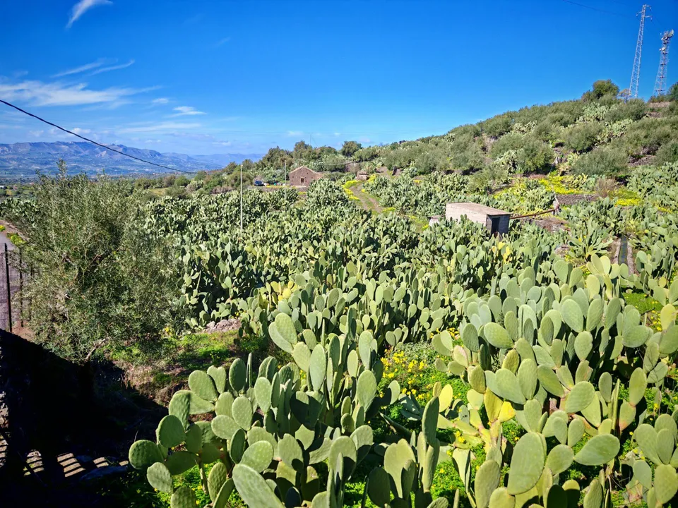 Helårsgrund i Santa Maria di Licodia, Catania - foto 2
