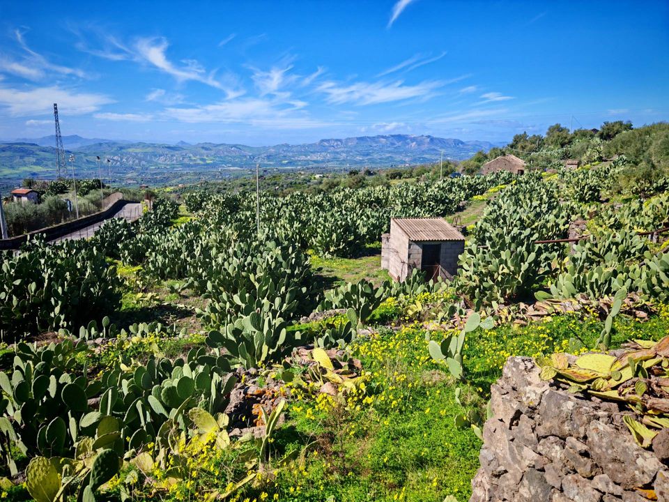 Helårsgrund i Santa Maria di Licodia, Catania - foto 5