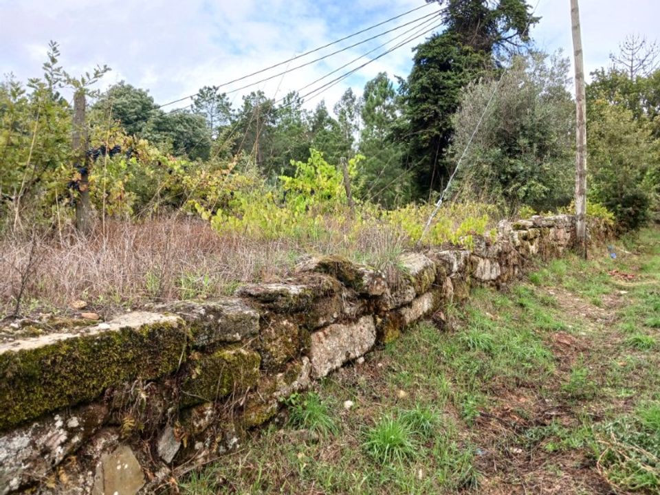 Tomt i Penalva do Castelo, Viseu - bilde 3