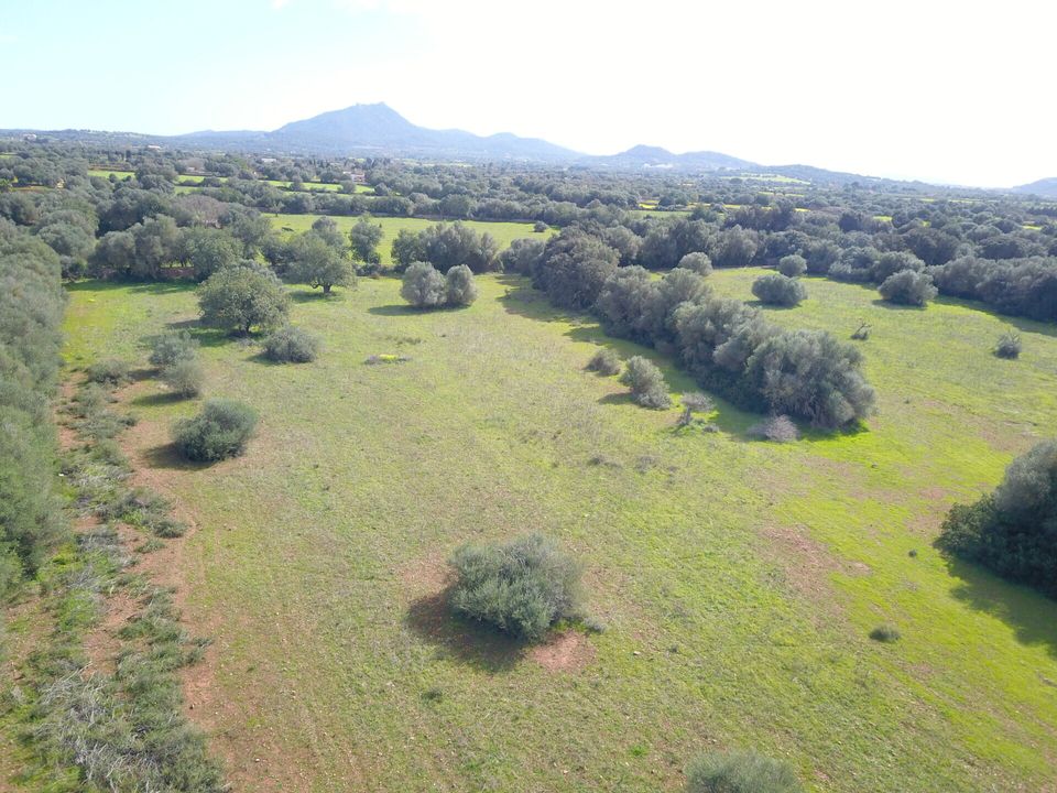 Helårsgrund i Felanitx, Mallorca - foto 3