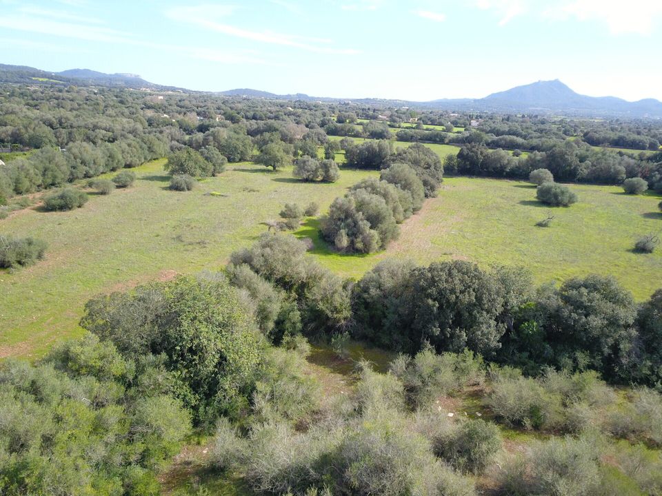 Helårsgrund i Felanitx, Mallorca - foto 4