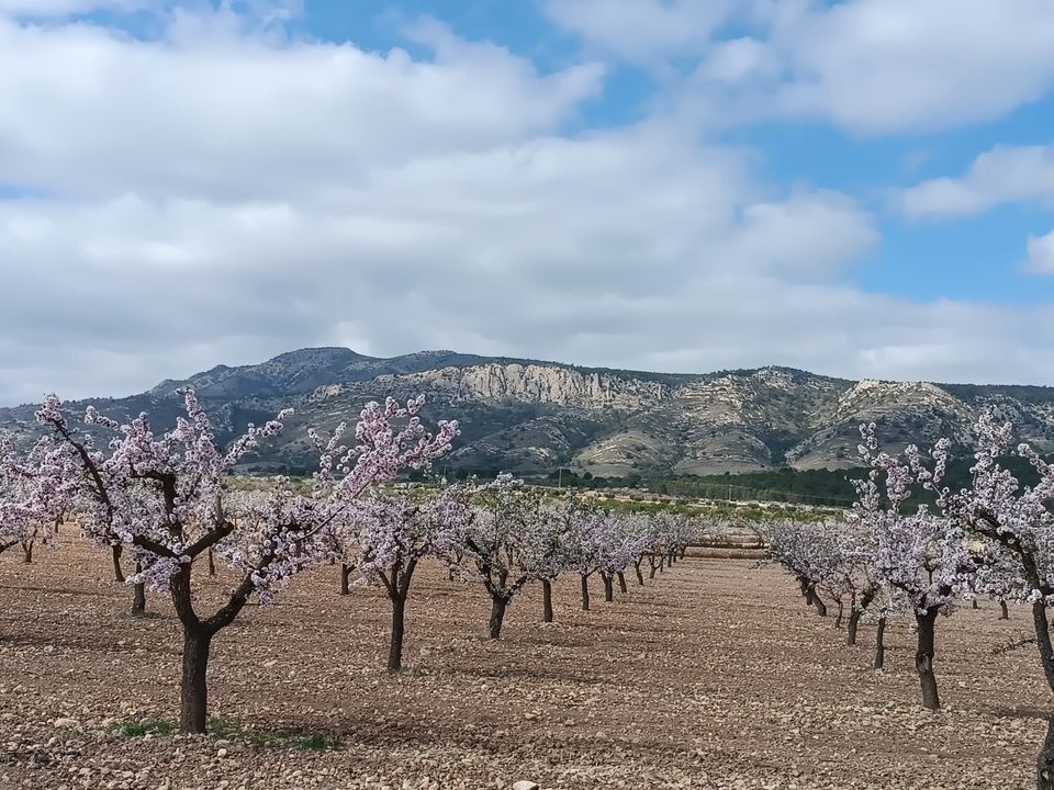 Helårsgrund i Jumilla, Murcia - foto 1