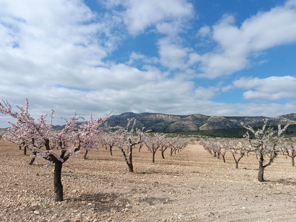 Helårsgrund i Jumilla, Murcia - foto 1