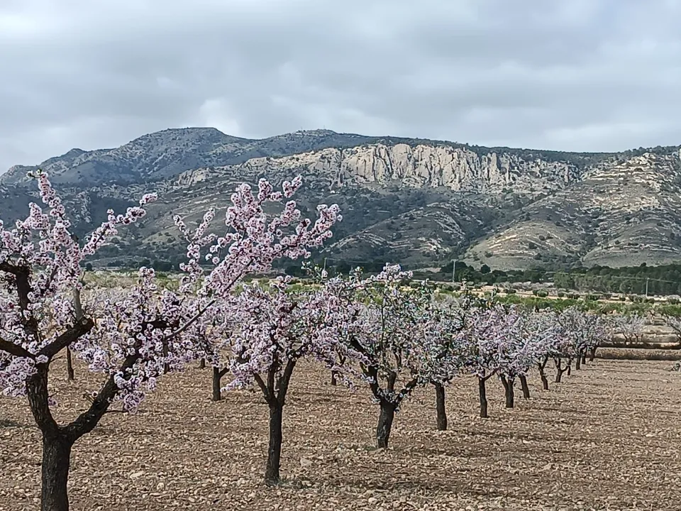 Helårsgrund i Jumilla, Murcia - foto 2