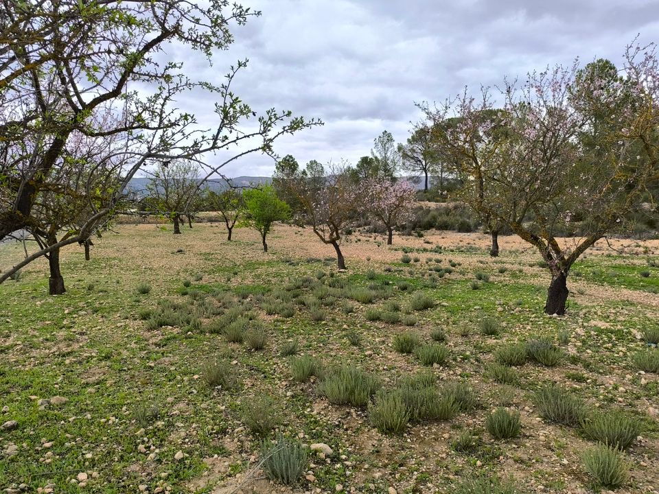 Helårsgrund i Monovar, Alicante - foto 2