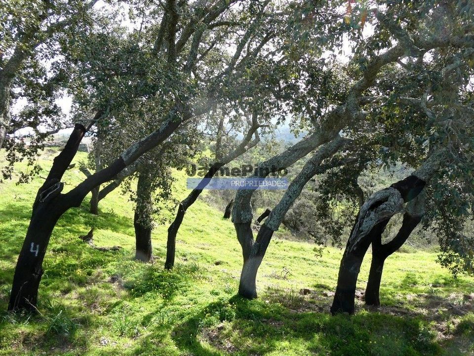 Helårsgrund i Almodovar, Beja - foto 1