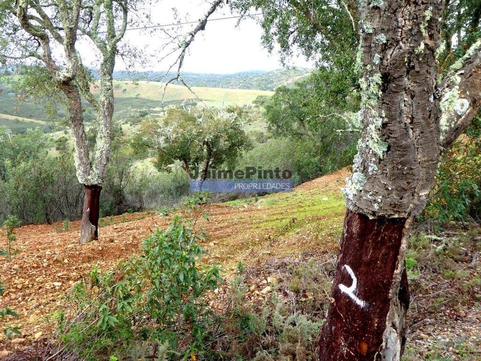 Helårsgrund i Almodovar, Beja - foto 4