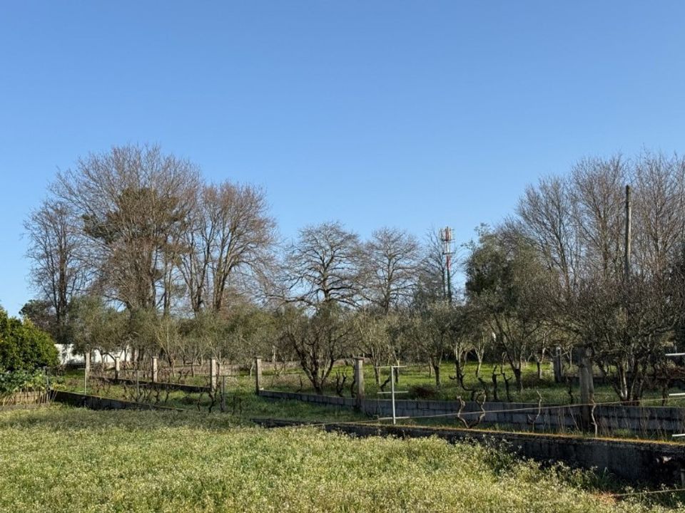 Helårsgrund i Carregal do Sal, Viseu - foto 3