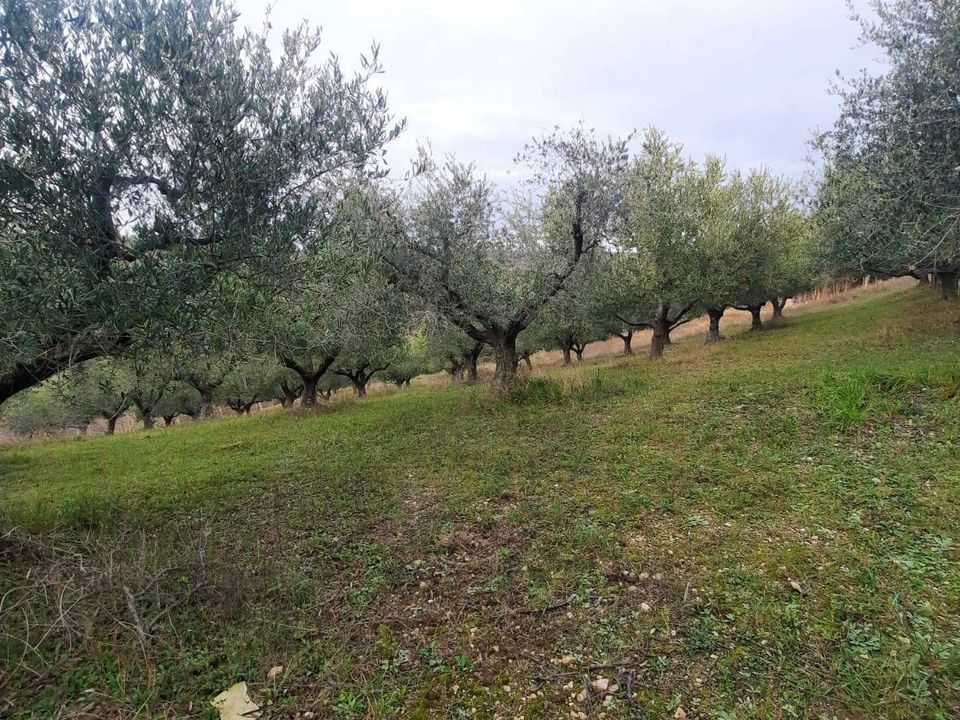 Helårsgrund i Lapedona, Fermo - foto 3