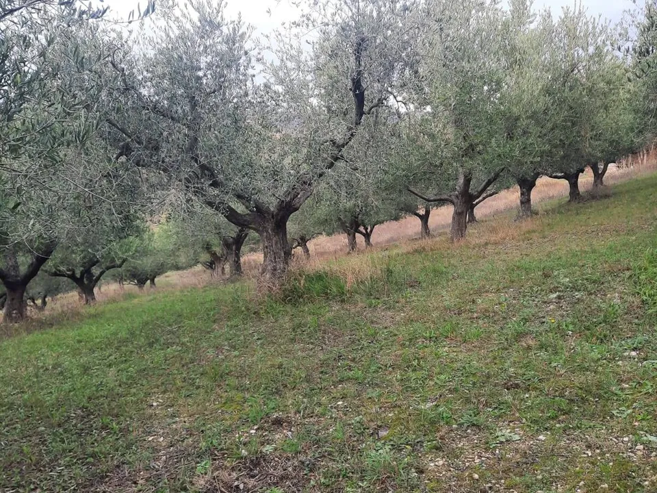 Helårsgrund i Lapedona, Fermo - foto 5