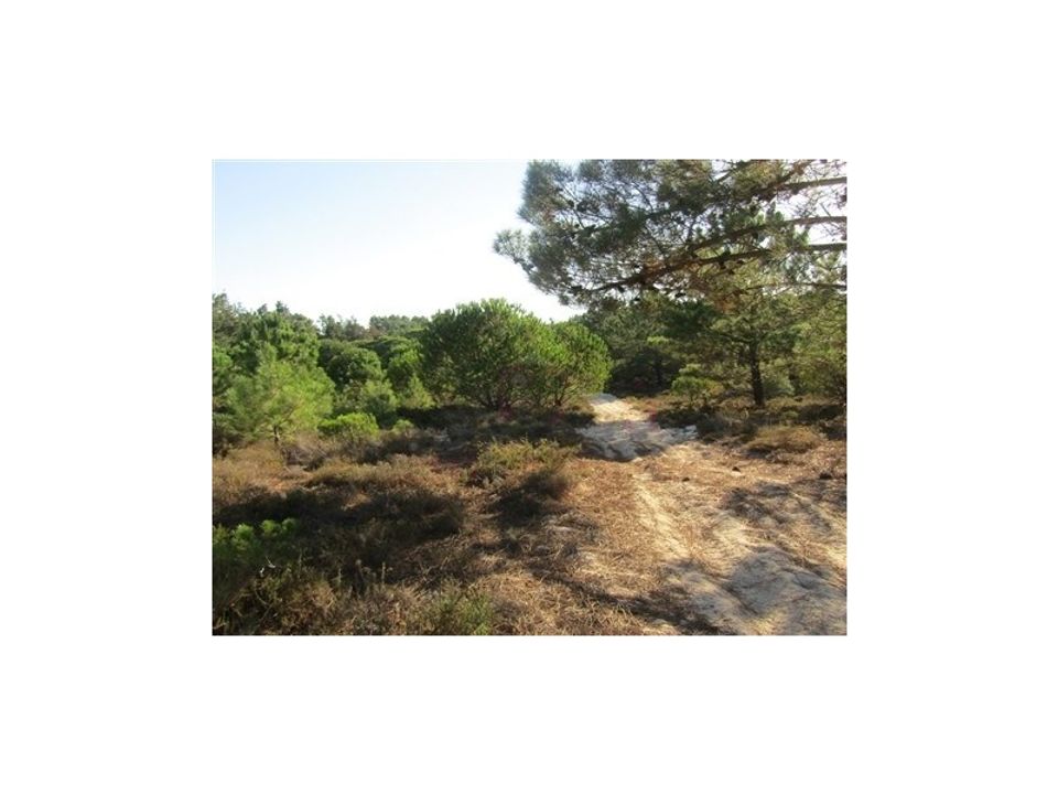 Helårsgrund i Santo Andre, Setubal - foto 3