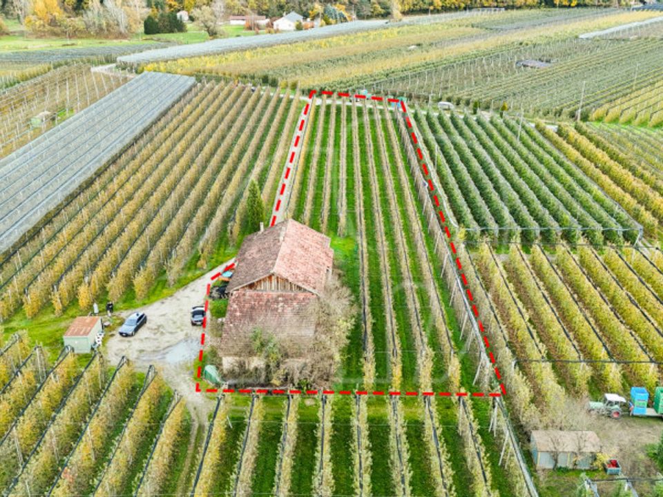 Villa i Caldaro sulla Strada del Vino, South Tyrol - bilde 2