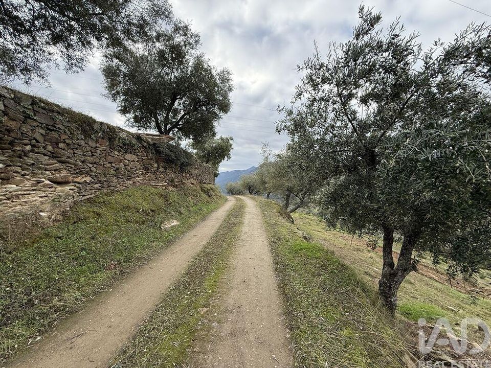 Farm i Armamar, Viseu - foto 4