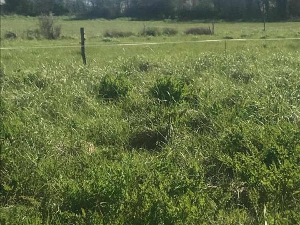 Helårsgrund i Genets, Manche - foto 3