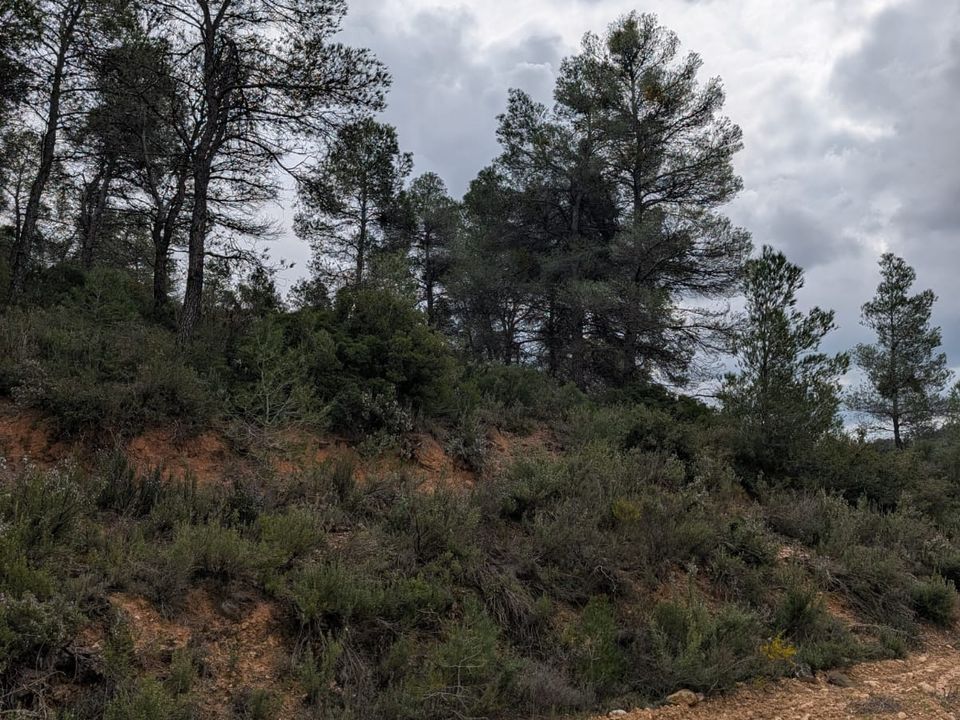 Finca en Caseres, Tarragona - foto 4