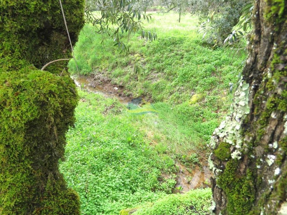 Helårsgrund i Miranda do Corvo, Coimbra - foto 4