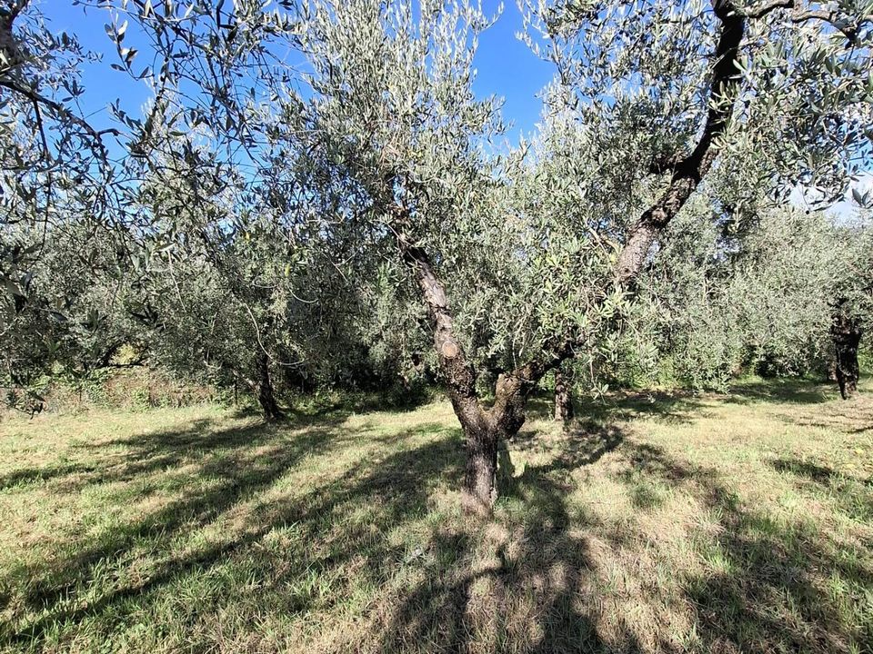 Helårsgrund i Palombara Sabina, Rome - foto 5
