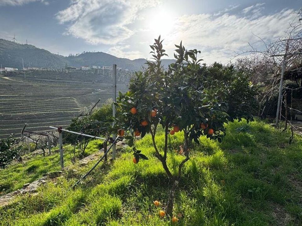 Tomt i Tabuaco, Viseu - bilde 1