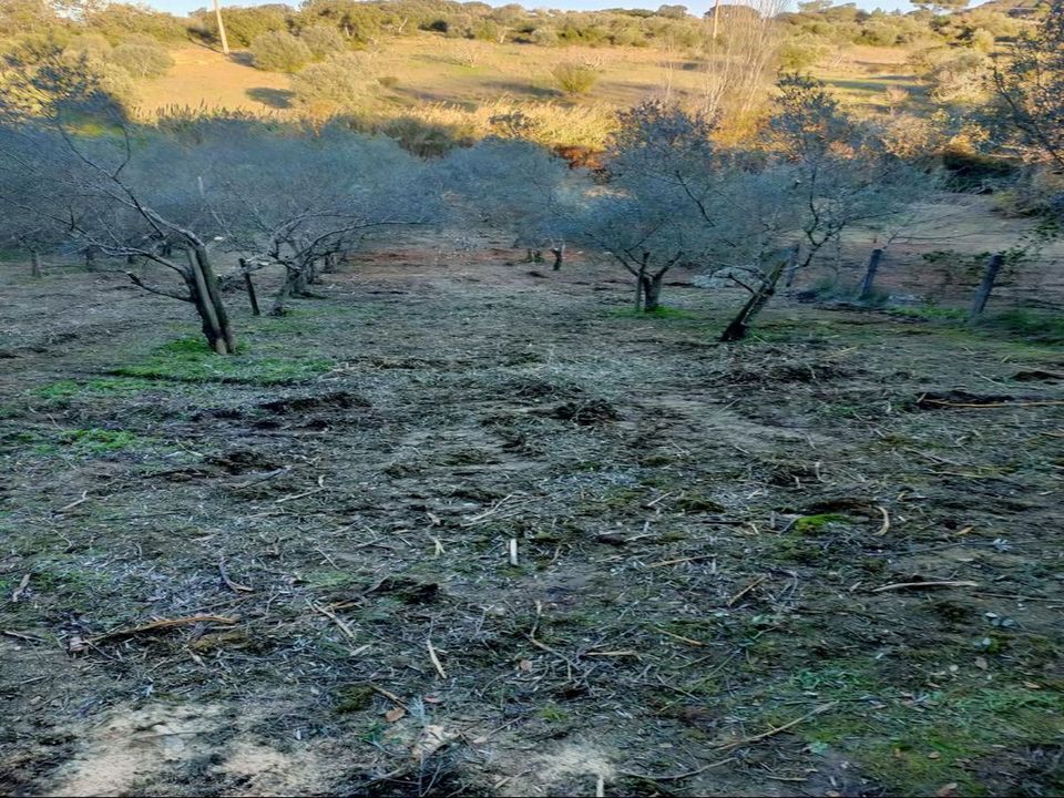 Helårsgrund i Torres Novas, Santarem - foto 3