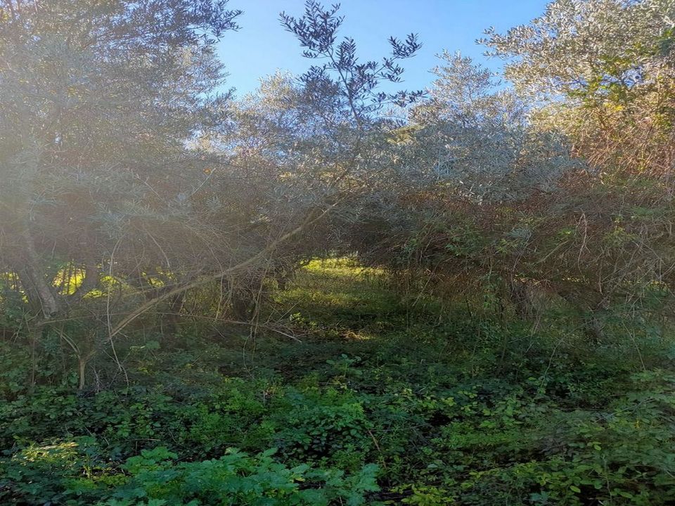 Helårsgrund i Torres Novas, Santarem - foto 2