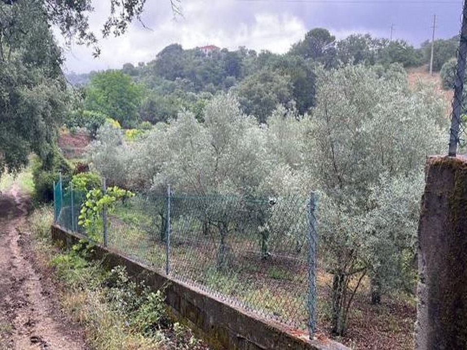 Helårsgrund i Torres Novas, Santarem - foto 4