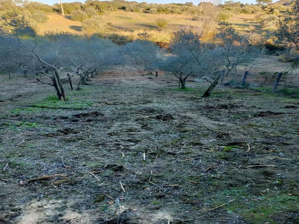 Helårsgrund i Torres Novas, Santarem - foto 1