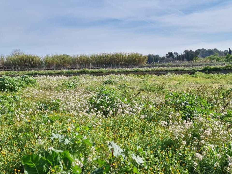 Finca i Ginestar, Tarragona - bilde 3