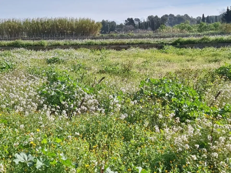Finca i Ginestar, Tarragona - bilde 1