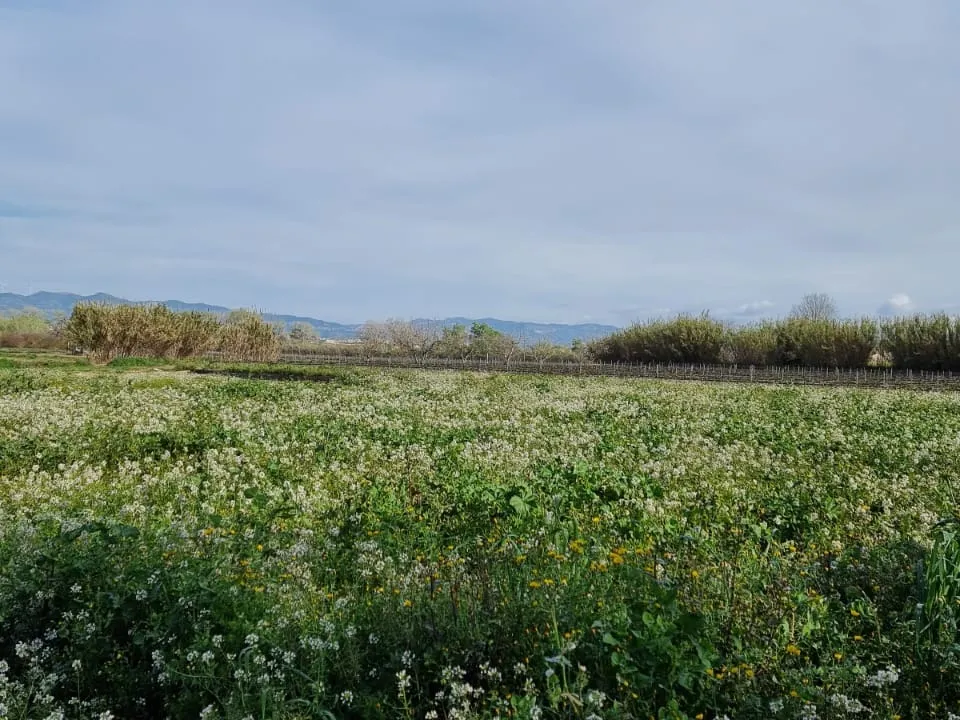Finca i Ginestar, Tarragona - bilde 2