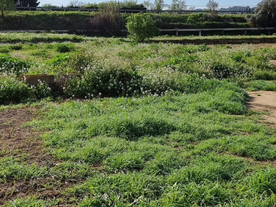 Finca i Ginestar, Tarragona - bilde 5