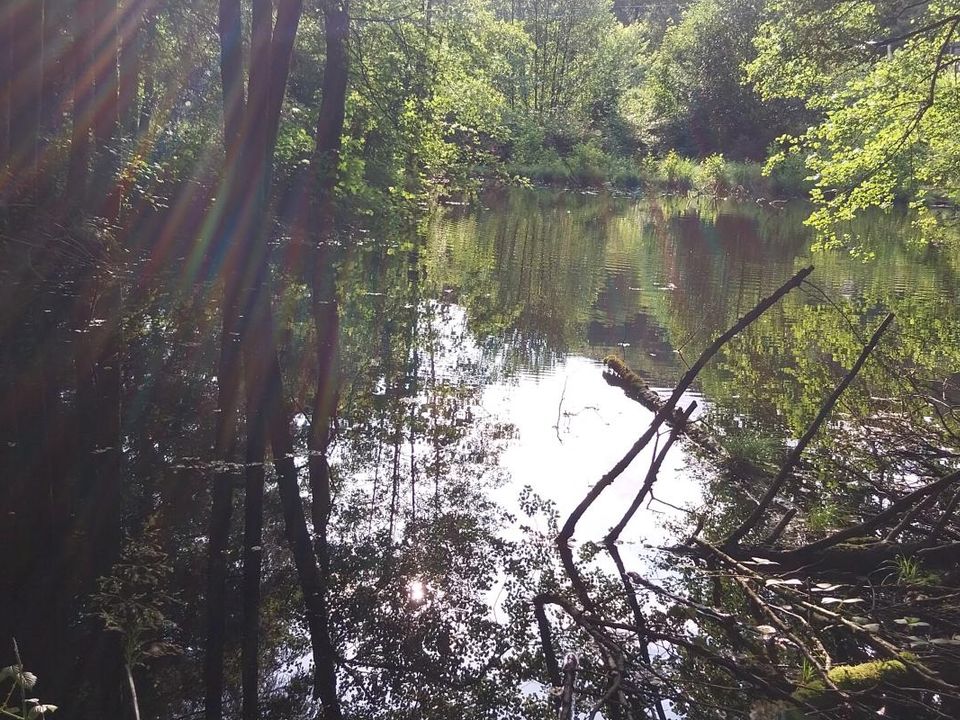 Helårsgrund i Saint-Bresson, Haute-Saone - foto 4