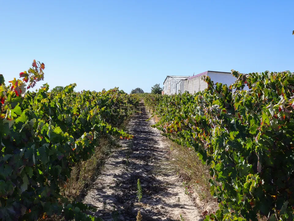 Helårsgrund i Palmela, Setubal - foto 3