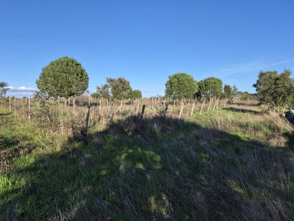 Erhvervsejendom i Nisa, Portalegre - foto 4