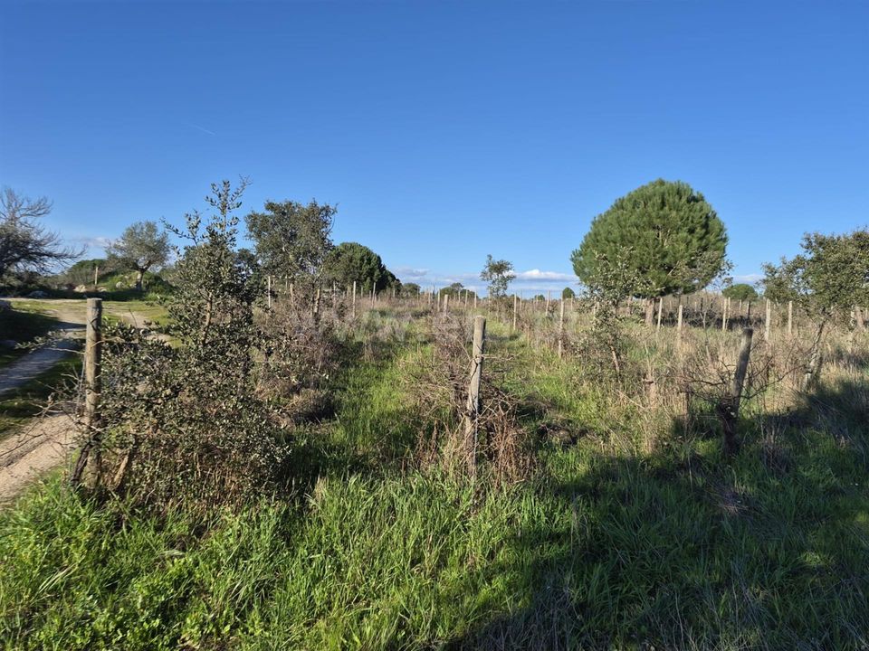 Erhvervsejendom i Nisa, Portalegre - foto 5