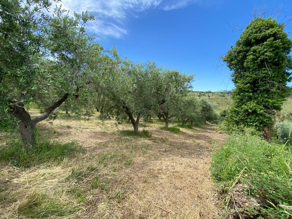 Tomt i Cupello, Chieti - bilde 4