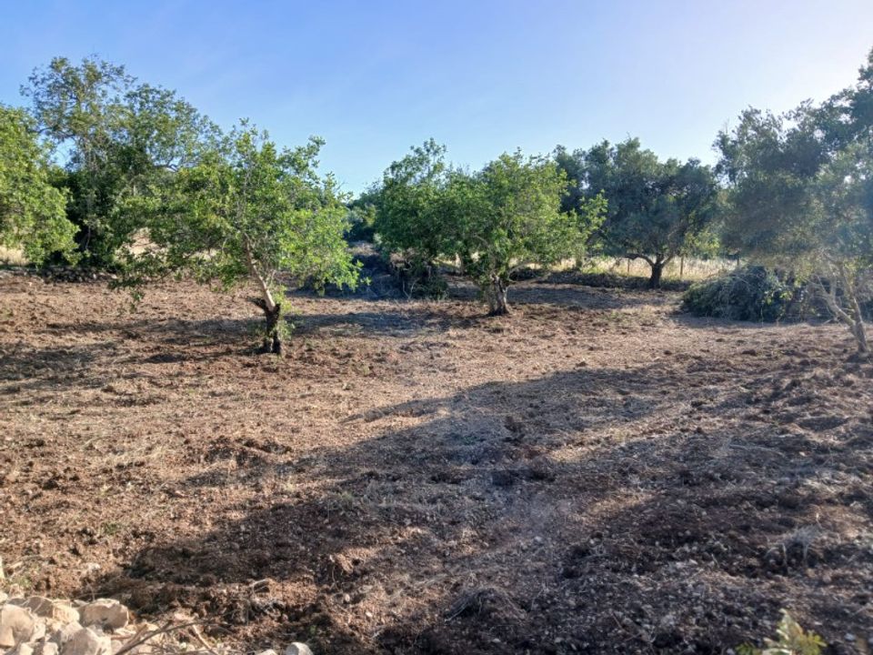 Helårsgrund i Santa Barbara de Nexe, Faro - foto 1