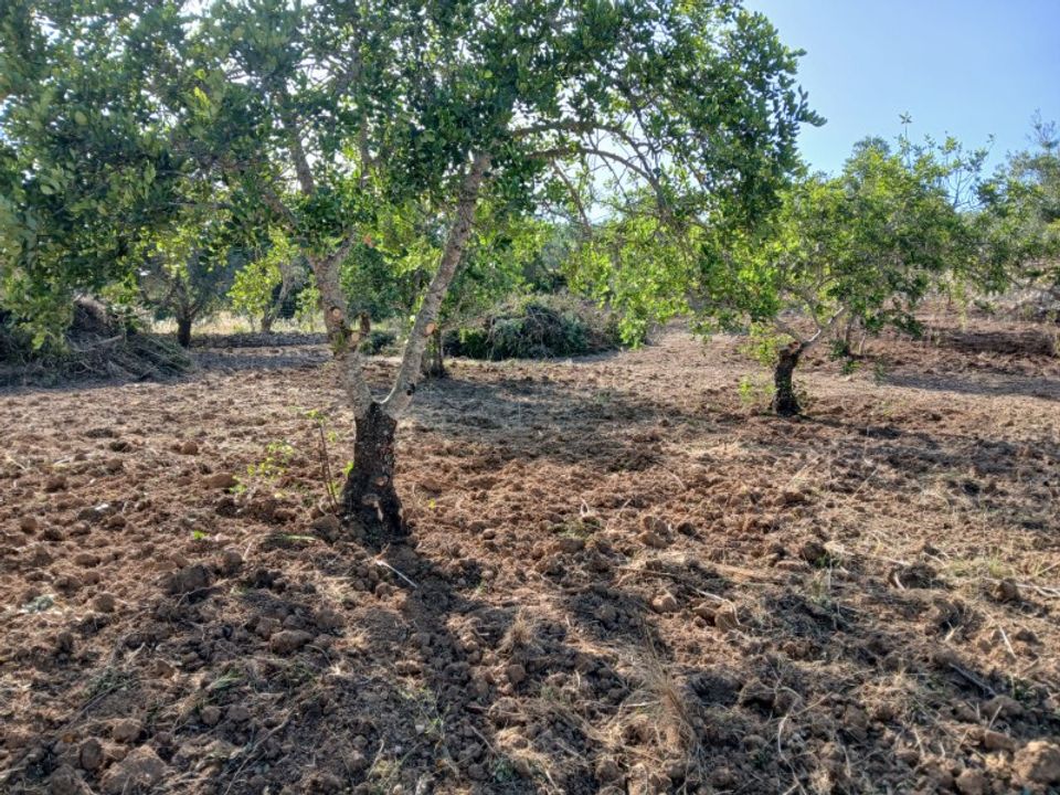 Helårsgrund i Santa Barbara de Nexe, Faro - foto 2