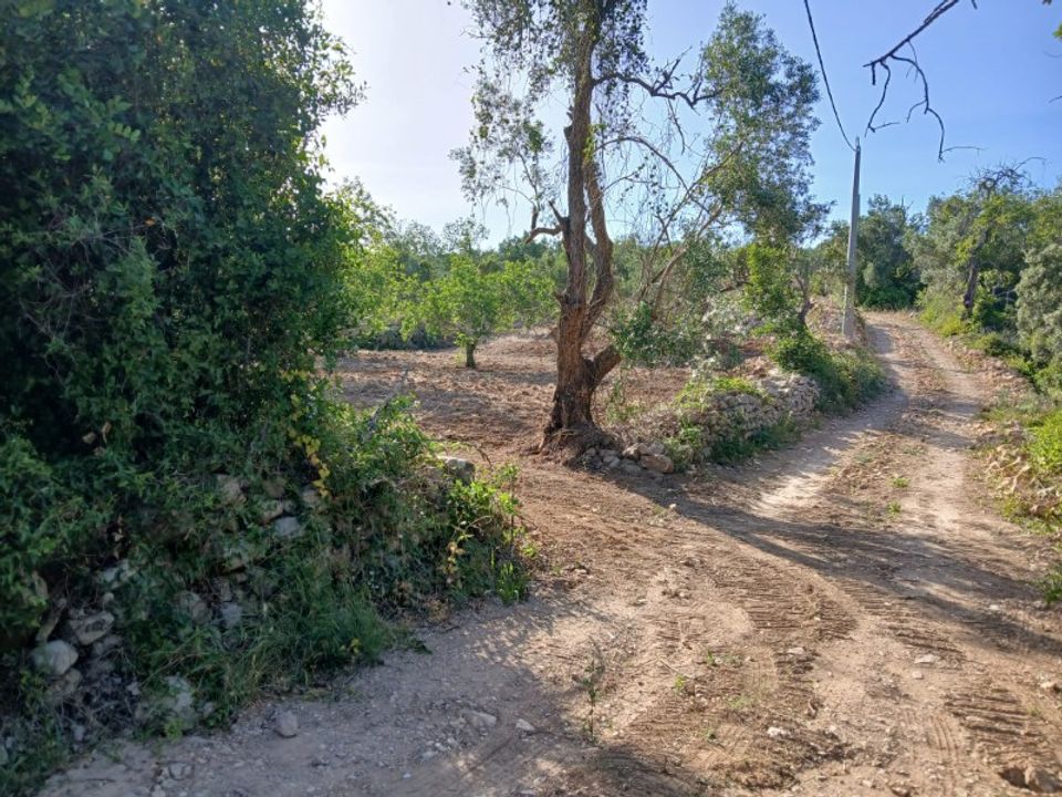 Helårsgrund i Santa Barbara de Nexe, Faro - foto 4