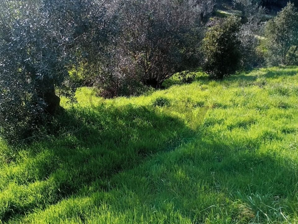 Tomt i Vila de Rei, Castelo Branco - bilde 3
