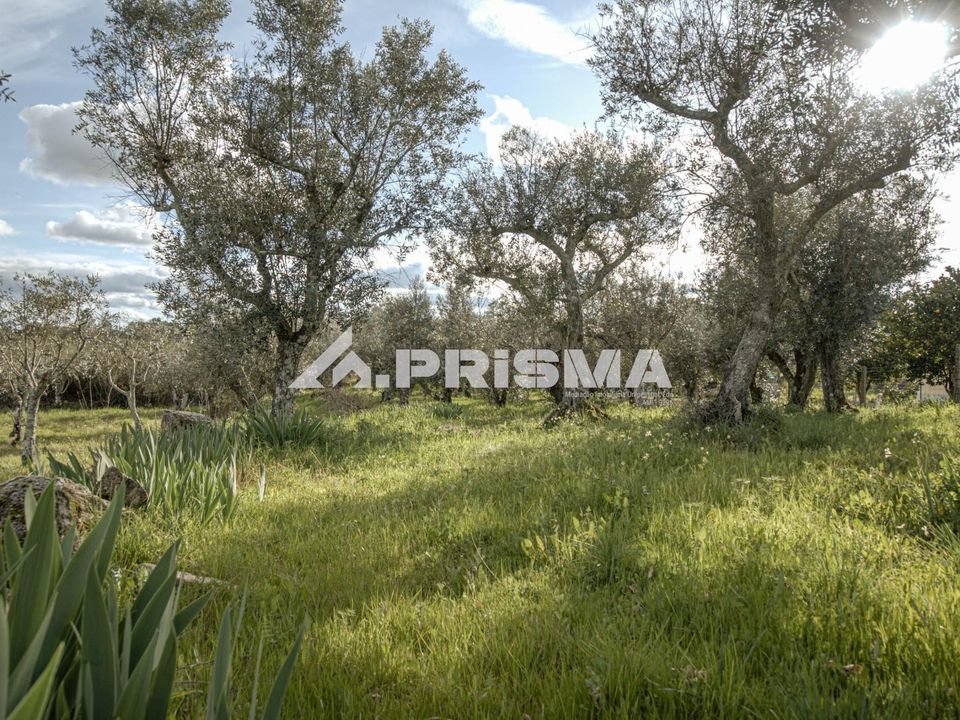 Helårsgrund i Castelo Branco, Castelo Branco - foto 4