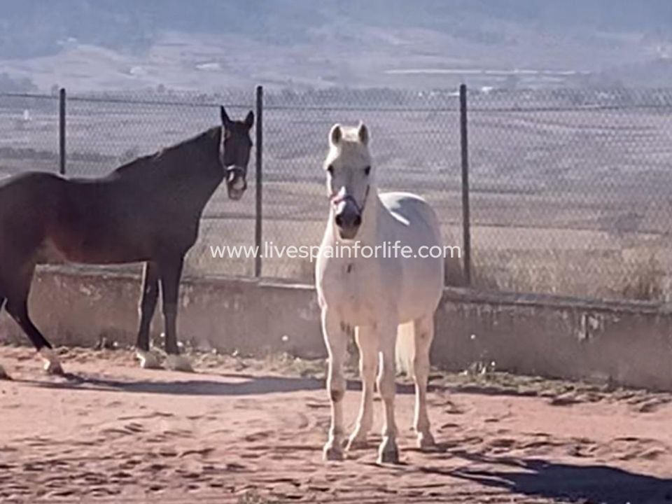 Landejendom i Jumilla, Murcia - foto 1