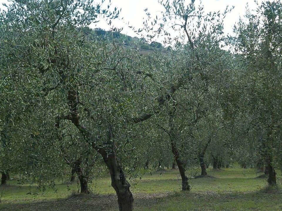 Villa i Lugnano in Teverina, Terni - foto 3