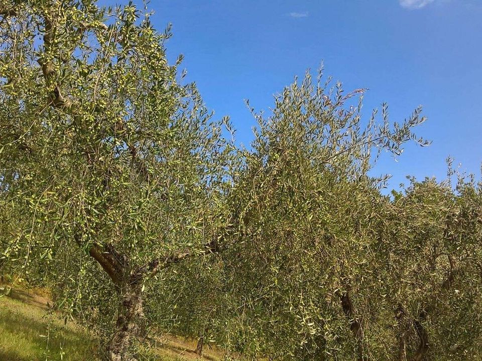 Villa i Lugnano in Teverina, Terni - foto 4
