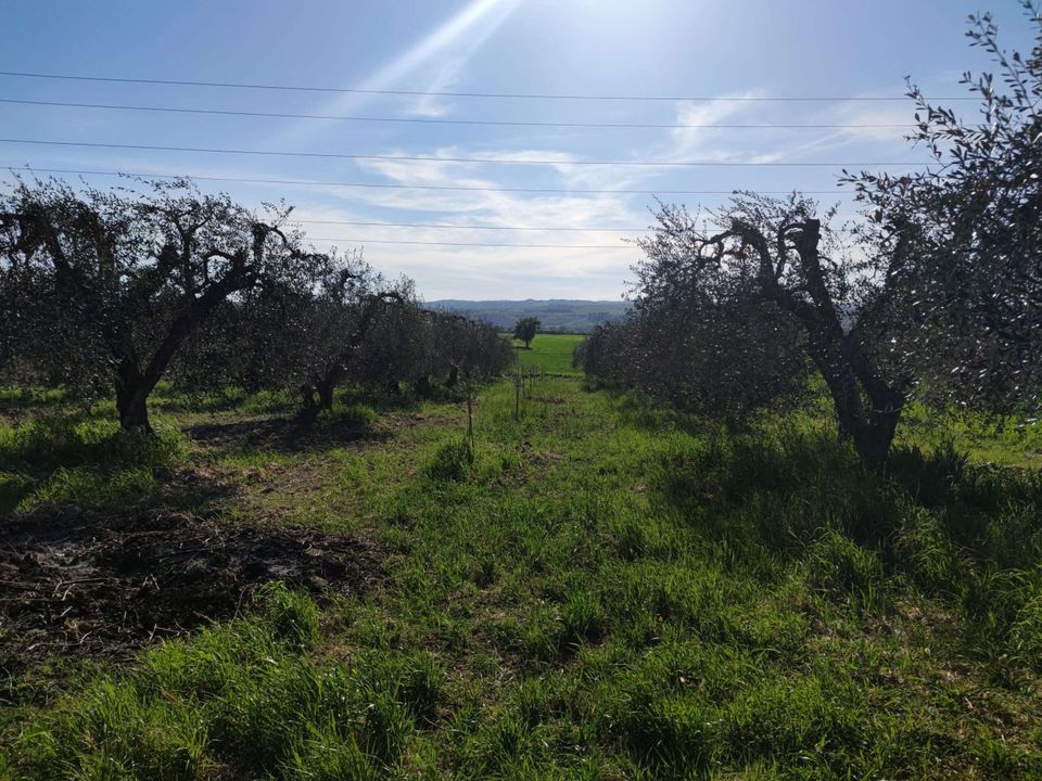 Villa i Alviano, Terni - foto 1